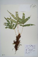 藏品(掌葉茀蕨)的圖片