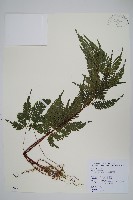 藏品(翅柄鳳尾蕨)的圖片