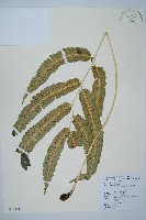 藏品(頂羽鱗毛蕨)的圖片