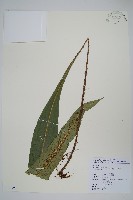 藏品(扇蕨)的圖片