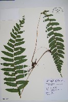 藏品(網脈刺蕨)的圖片