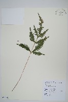 藏品(二形鳳尾蕨)的圖片