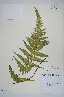 藏品(毛囊紫柄蕨)的圖片