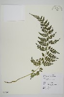 藏品(大鐵角蕨)的圖片