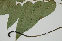 藏品(馬鞍山雙蓋蕨)的圖片