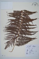 藏品(臺灣金狗毛蕨)的圖片