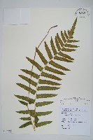 藏品(擬毛蕨)的圖片