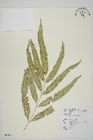 藏品(南海鐵角蕨)的圖片