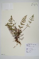 藏品(臺灣粉背蕨)的圖片