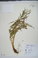 藏品(掌鳳尾蕨)的圖片