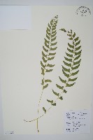 藏品(臺灣耳蕨)的圖片