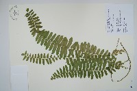 藏品(藤蕨)的圖片