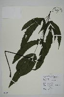 藏品(燕尾三叉蕨)的圖片