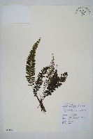 藏品(菲律賓厚葉蕨)的圖片