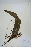 藏品(短圓線蕨)的圖片