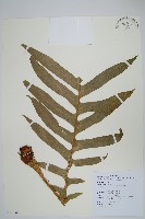 藏品(連珠蕨)的圖片