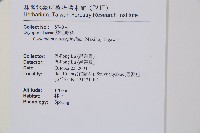 藏品(大葉貫眾蕨)的圖片