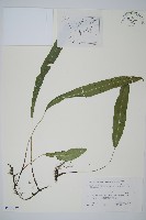 藏品(單葉雙蓋蕨)的圖片