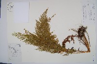 藏品(烏蕨)的圖片