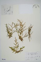 藏品(水蕨)的圖片