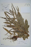 藏品(大葉鳳尾蕨)的圖片