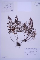 藏品(華中鐵角蕨)的圖片