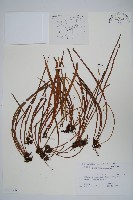 藏品()的圖片