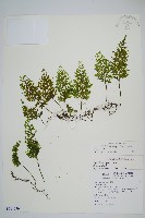 藏品(爪哇蕗蕨)的圖片