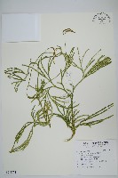 藏品(地刷子)的圖片