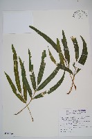 藏品(羅蔓藤蕨)的圖片