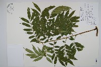 藏品(觀音座蓮舅)的圖片