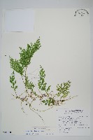 藏品(密葉卷柏)的圖片