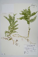 藏品(全緣卷柏)的圖片