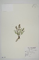 藏品(姬鐵角蕨)的圖片