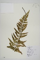 藏品(大蓬萊鐵角蕨)的圖片