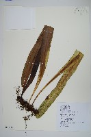 藏品(星蕨)的圖片