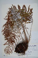 藏品(台灣瘤足蕨)的圖片