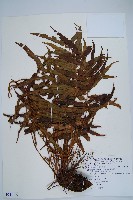 藏品(瘤足蕨)的圖片