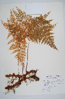 藏品(台灣小膜蓋蕨)的圖片