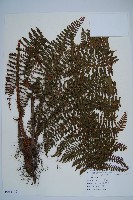 藏品(柄囊蕨)的圖片