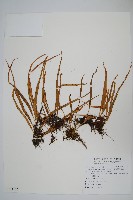 藏品(擬芨瓦葦)的圖片