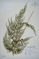 藏品(烏蕨)的圖片