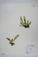 藏品(車前蕨)的圖片