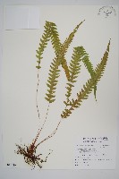 藏品(翅軸假金星蕨、短柄卵果蕨)的圖片