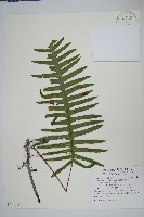 藏品(臺灣水龍骨)的圖片