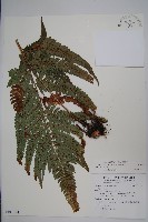 藏品(南海鱗毛蕨)的圖片