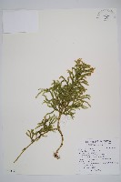 藏品(過山龍)的圖片