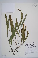 藏品(單葉雙蓋蕨)的圖片