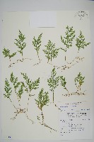 藏品(密葉卷柏)的圖片