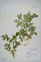 藏品(生根卷柏)的圖片